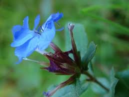 fleur-de-bach-bleue